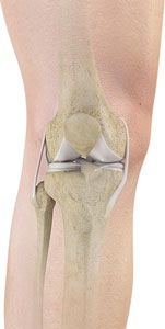 Normal Anatomy of the Knee Joint