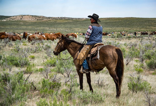 Back in the Saddle: How Robotic Knee Replacement is Getting Oklahoma Cowboys and Rodeo Riders Moving Again